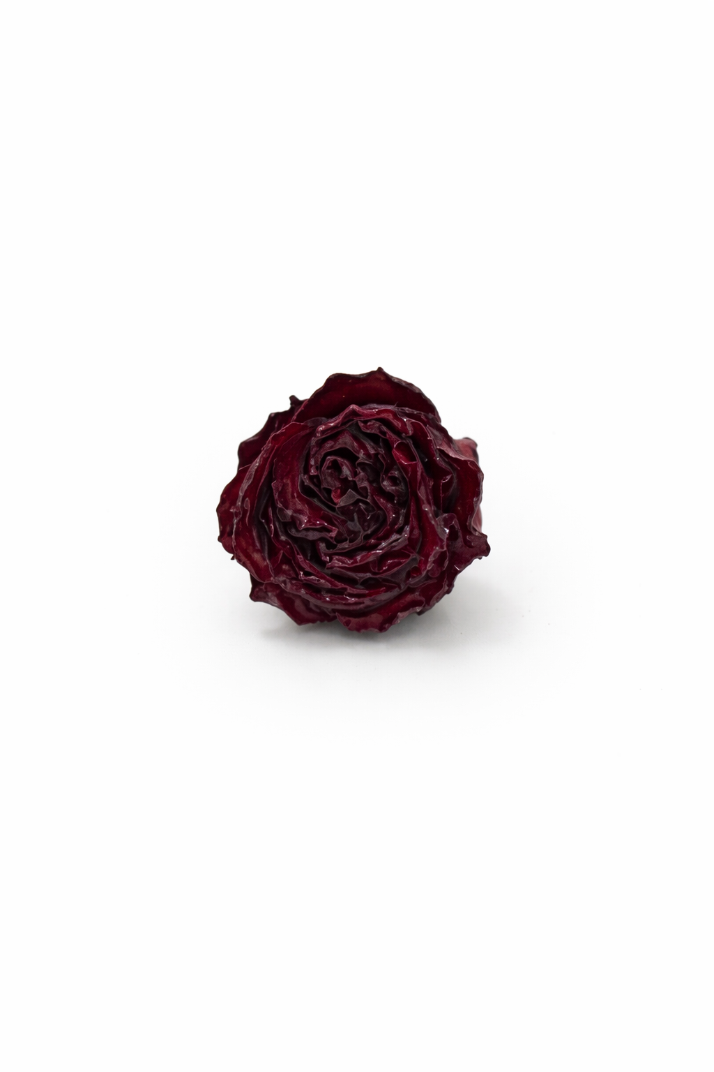 Bocciolo di Rosa Rosso