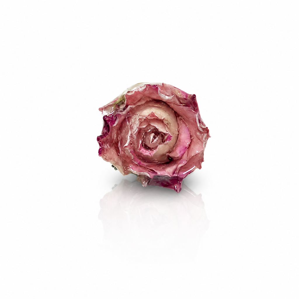 Bocciolo di Rosa Rosa/Fuxia